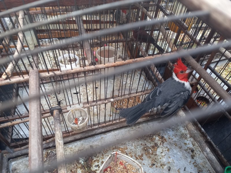 15º BPM apreende adolescente por crime ambiental