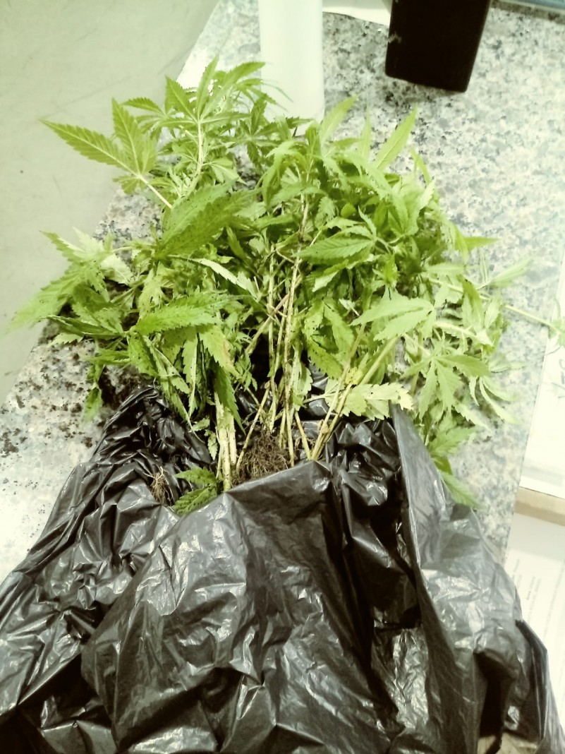 Apreens&atilde;o de maconha