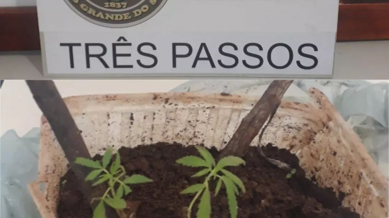 Brigada Militar aprende dois pés de maconha em Três Passos