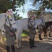cavalos brancos e marrons aparecem em primeiro plano, mas é possível visalizar que ao lado deles estão os policiais militares fardados