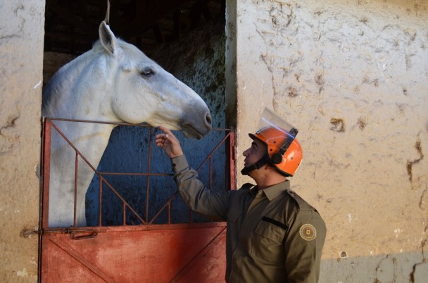 cavalo branco está na baia, é possível ver o pescoço e a cabeça, onde o PM faz carinho próximo à boca do animal. 