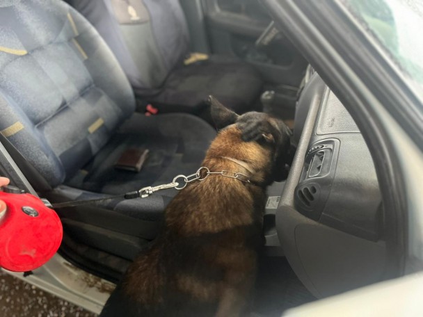 Cão policial aparece vistoriando o interior de um veículo de passeio na parte da frente e do lado do caroneiro, diante do painel. 