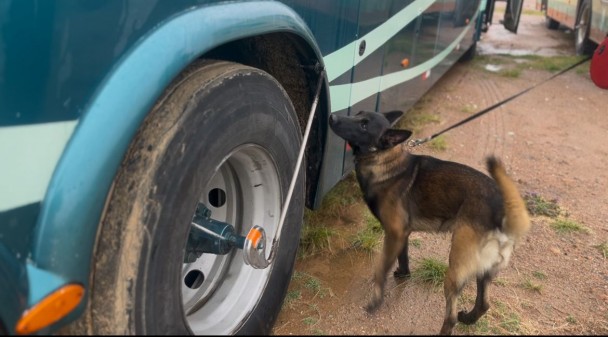 Cão policial vistoria as rodas de um ônibus de viagem. 