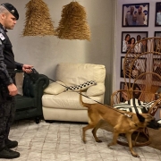 PM atua junto ao c&atilde;o policial que est&aacute; na guia em uma sala. 